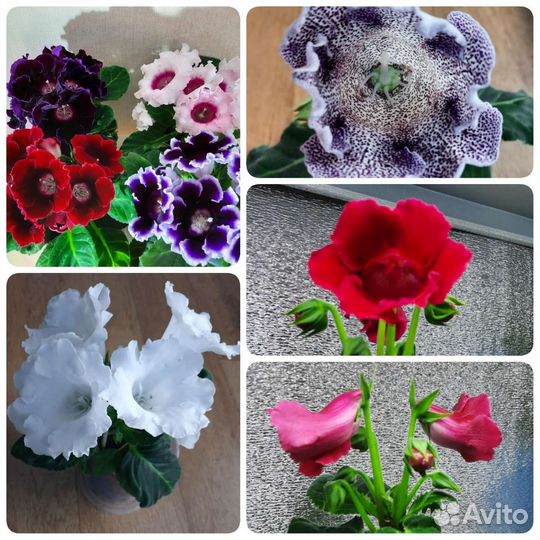 Глоксинии семена