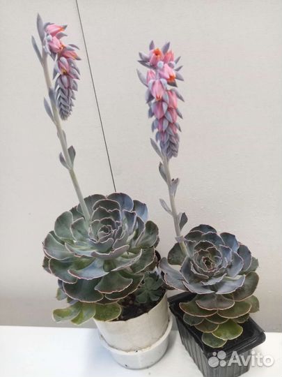 Суккуленты: Эхеверия, Переския, кактусы и др