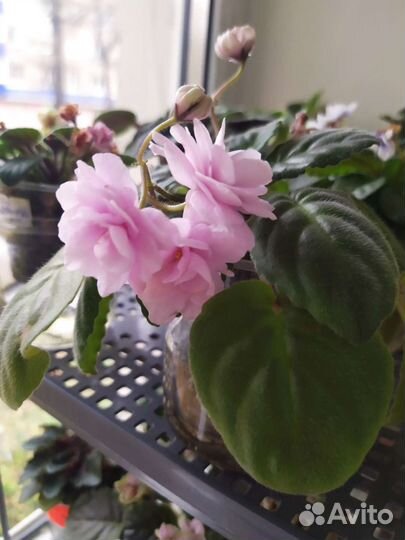 Фиалка мини DS жасмин