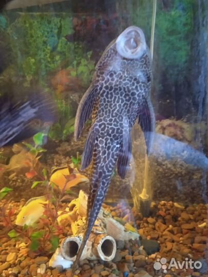 Сом Анциструс