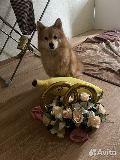 Свадевные кольца на машину украшение