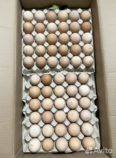 Инкубационное яйцо
