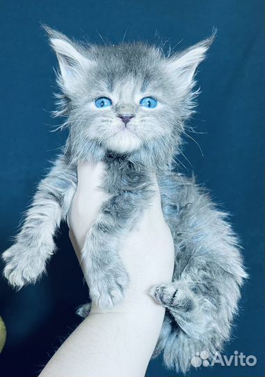Котята мейн кун голубые