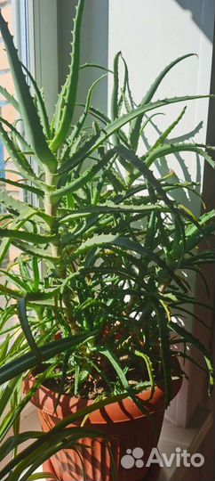 Алоэ древовидное столетник