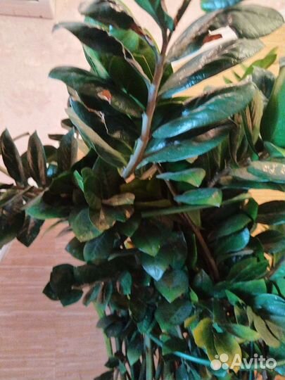 Замиокулькас