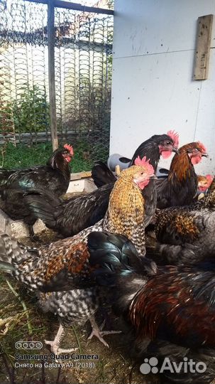 Петух брама