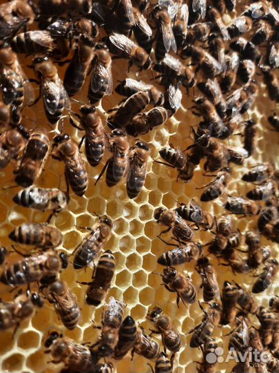 Маточное молочко свежее Тюмень