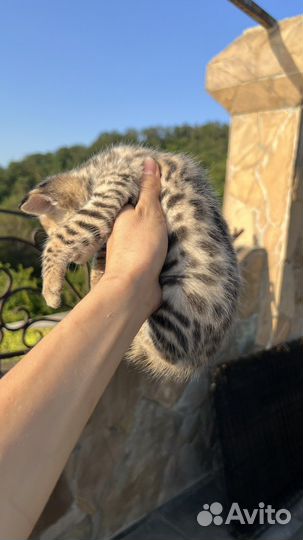 Саванна ф1 (ашера)