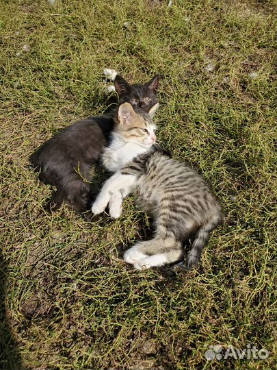 Кошка в дар бесплатно