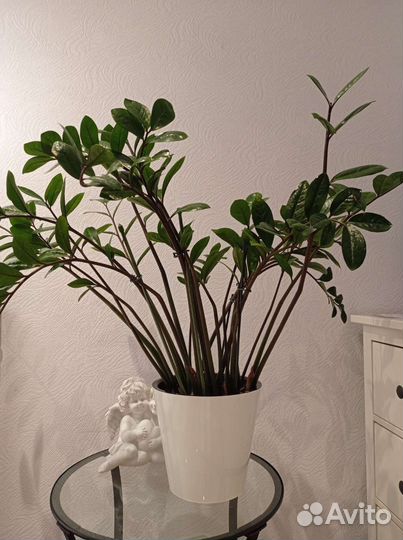 Замиокулькас