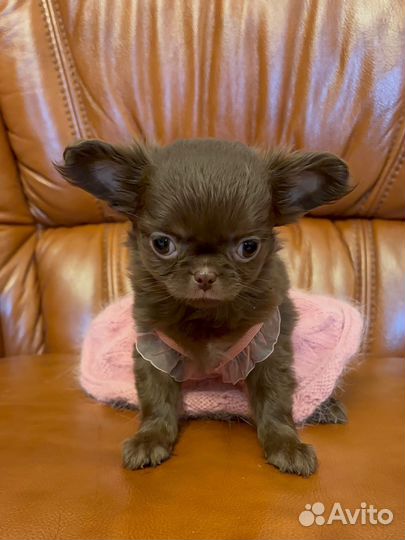 Девочка миничка