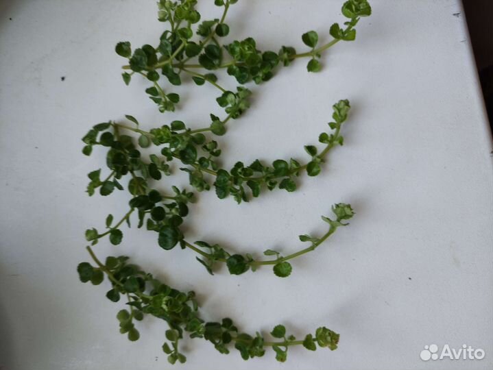 Пилея прижатая(pilea depressa)