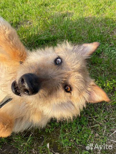 Собака в добрые руки