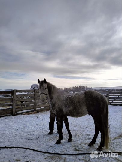 Продаются лошади