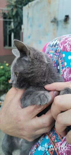 Серый котенок с грустными глазами