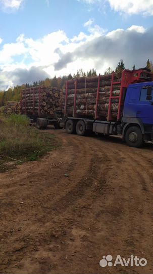 Дрова береза в хлыстах