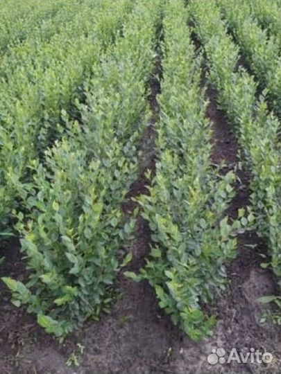 Кизильник блестящий окс, зкс