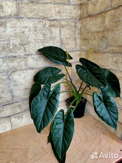 Алоказии взрослые с фото