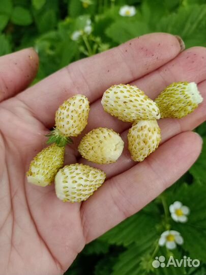 Семена земляники