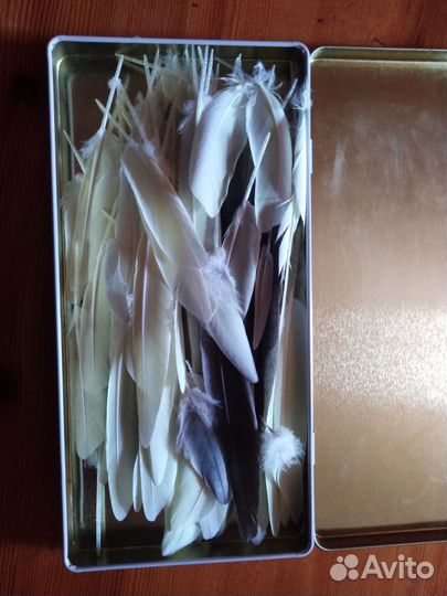 Перья попугая