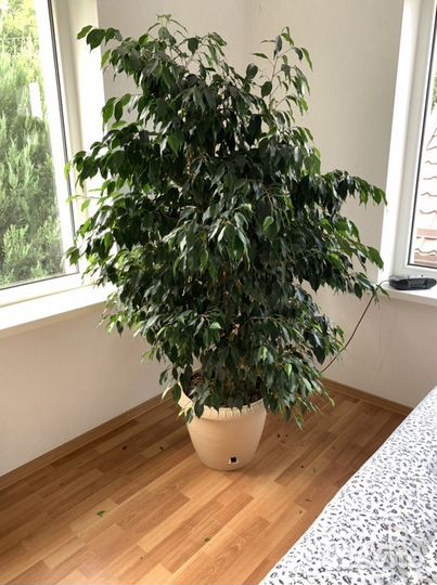 Домашние цветы