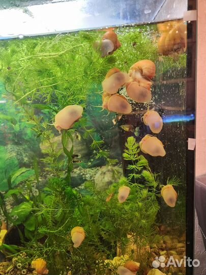 Аквариумные растения