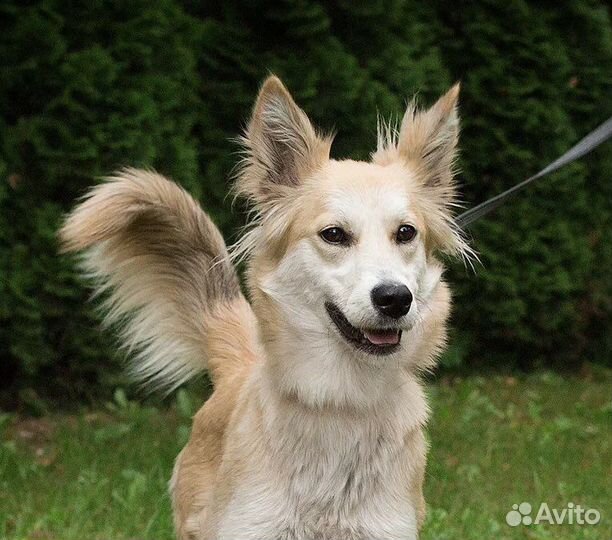 Смешнявка. Собака выкинутая человеком