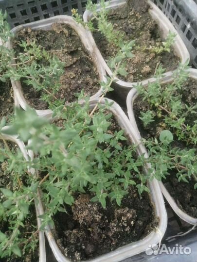 Тимьян, зверобой, душица