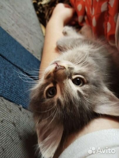 Кошки в добрые руки бесплатно