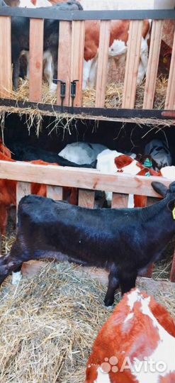 Телята с бесплатной доставкой