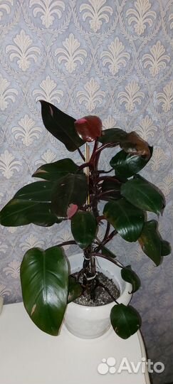 Сортовые филодендроны