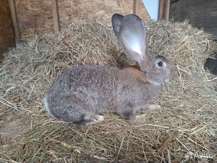 Кролик фландр самец 3 месяца -вес 4 кг