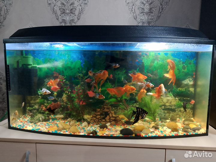 Аквариум с рыбками