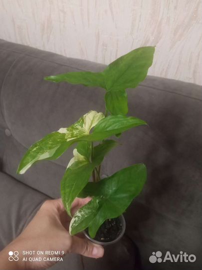 Сингониум imperial white
