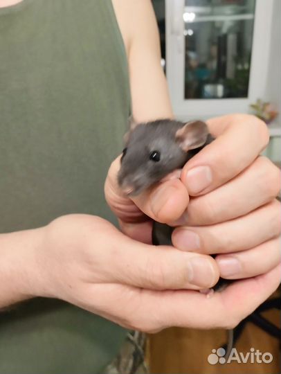 Крысочки девочки