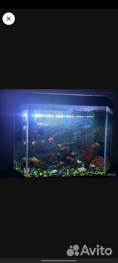 Аквариум 100 литров с рыбками