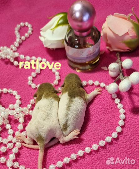 Крысята редких окрасов и маркировок