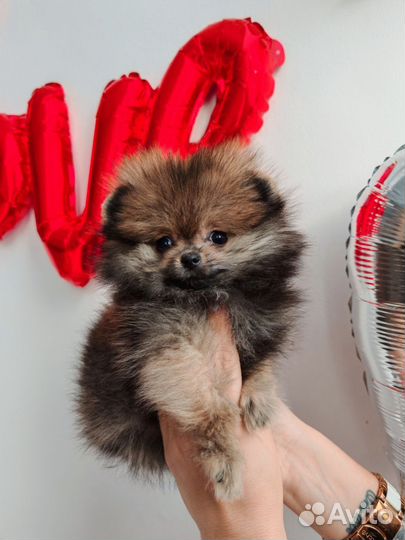 Мини девочка Шпиц