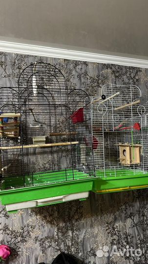 Волнистый попугай с клеткой