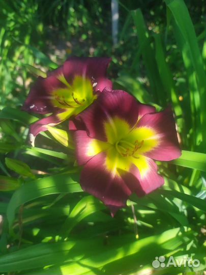 Лилейники сортовые