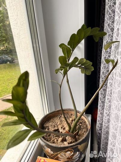 Замиокулькас с керамическим горшком