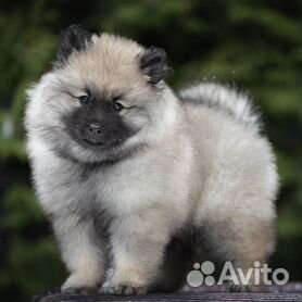 кеесхонд - Купить недорого собаку или щенка🐕 в Москве | Цены на собак  разных пород | Авито