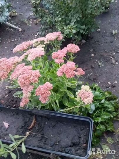 Жасмин и очиток