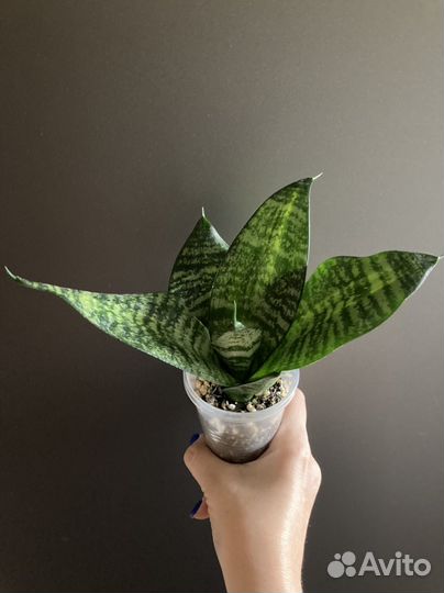 Сансевиерии разных сортов