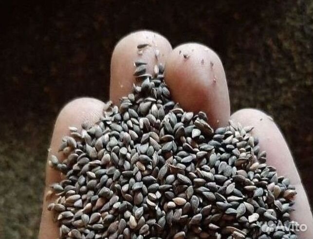 Доставка семян ели