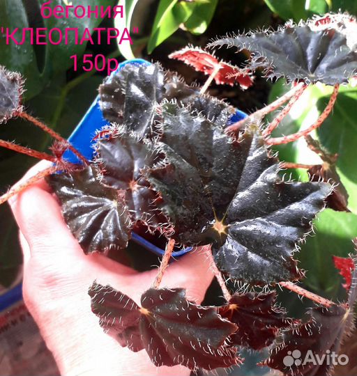 Комнатные растения