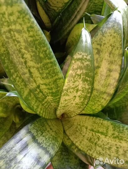 Хлорофитум, фиалка, кактусы, 