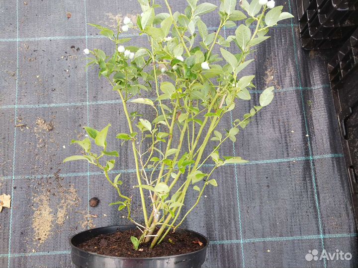 Саженцы голубики С5