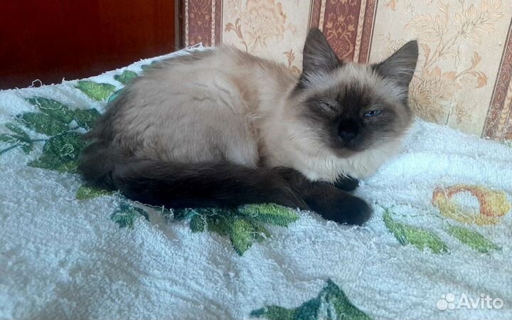 Отдам в добрые руки