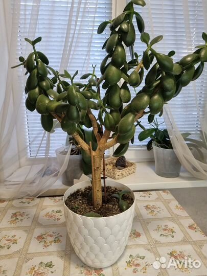 Крассула толстянка